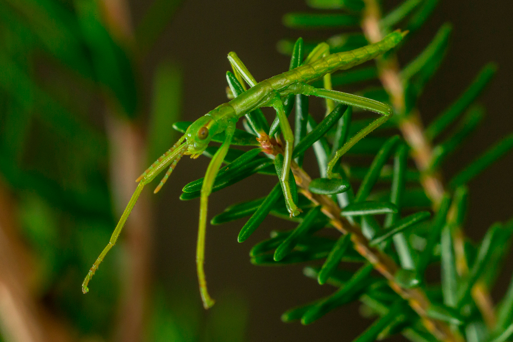A long, bright green insect perches on a branch