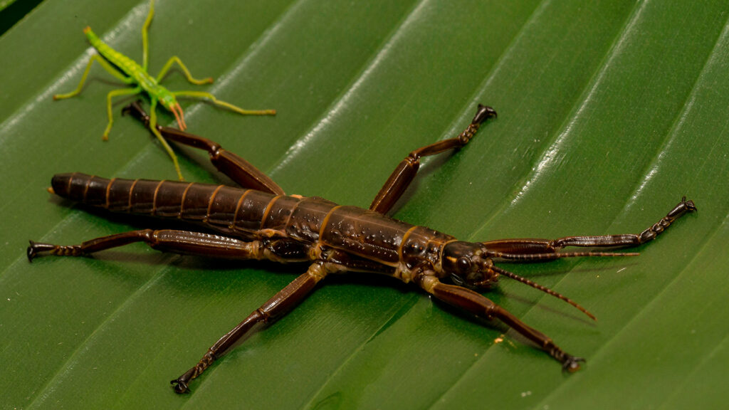 A long, brown insect on a wide, green leaf