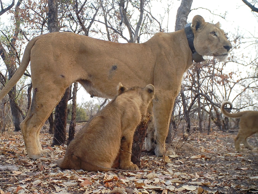 Lioness with two cubs
