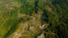 Aerial view of forest with some sections cleared of trees.