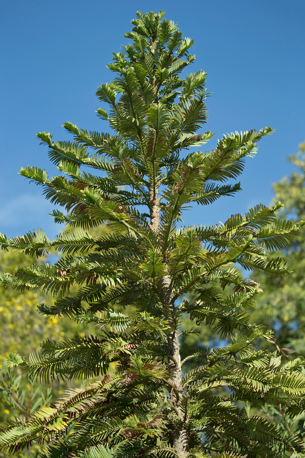 The top of a tall tree from a medium distance