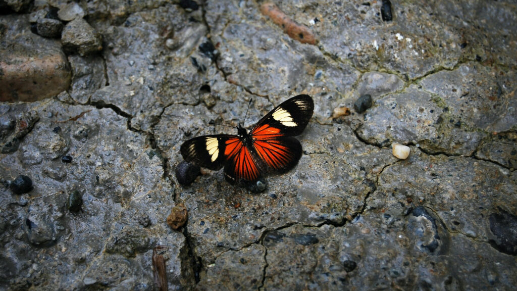 A colorful butterfly on a stark, stony background