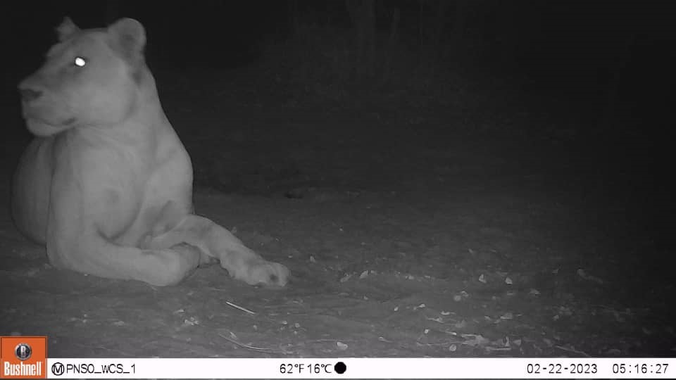 Nighttime photo of a lioness