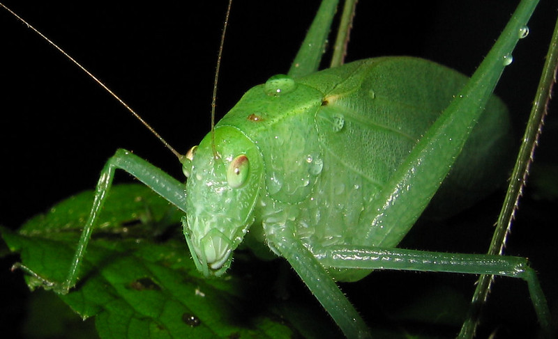 Green bug on green leaf.