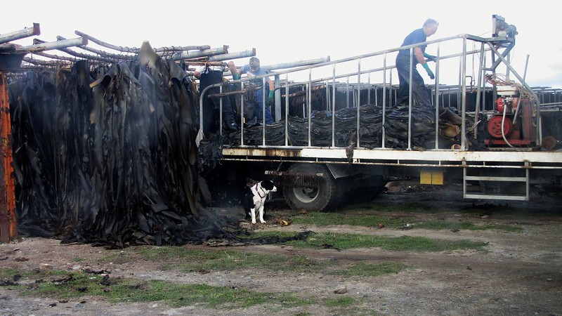 Long strands of kelp being unloaded from truck and hung to dry.