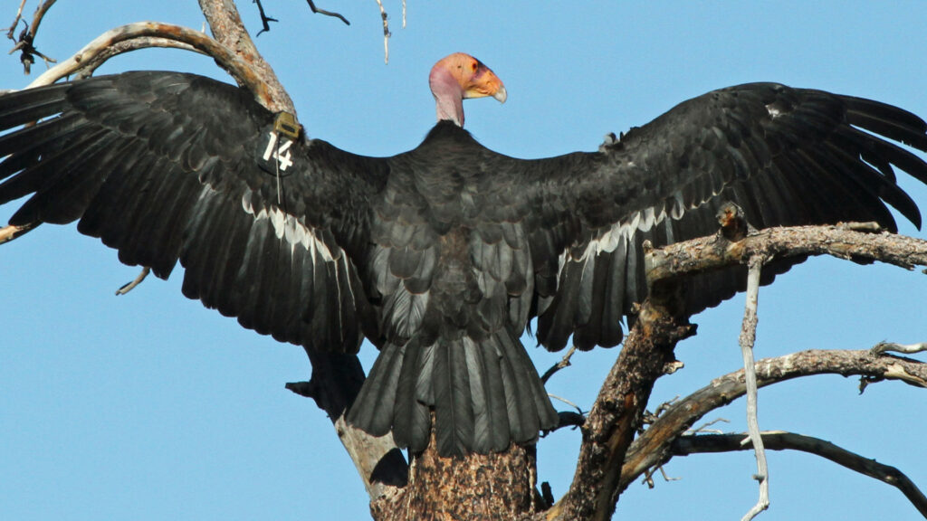 A California condor with wings spread wide