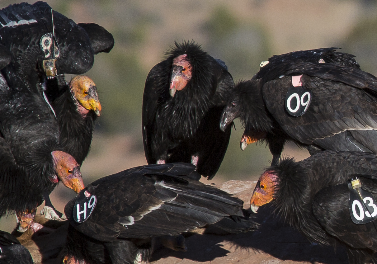 Several condors cluster together
