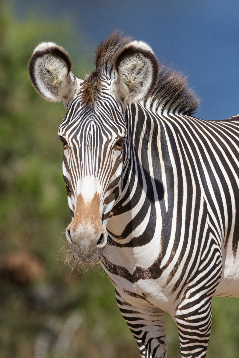 Grevy's Zebra closeup