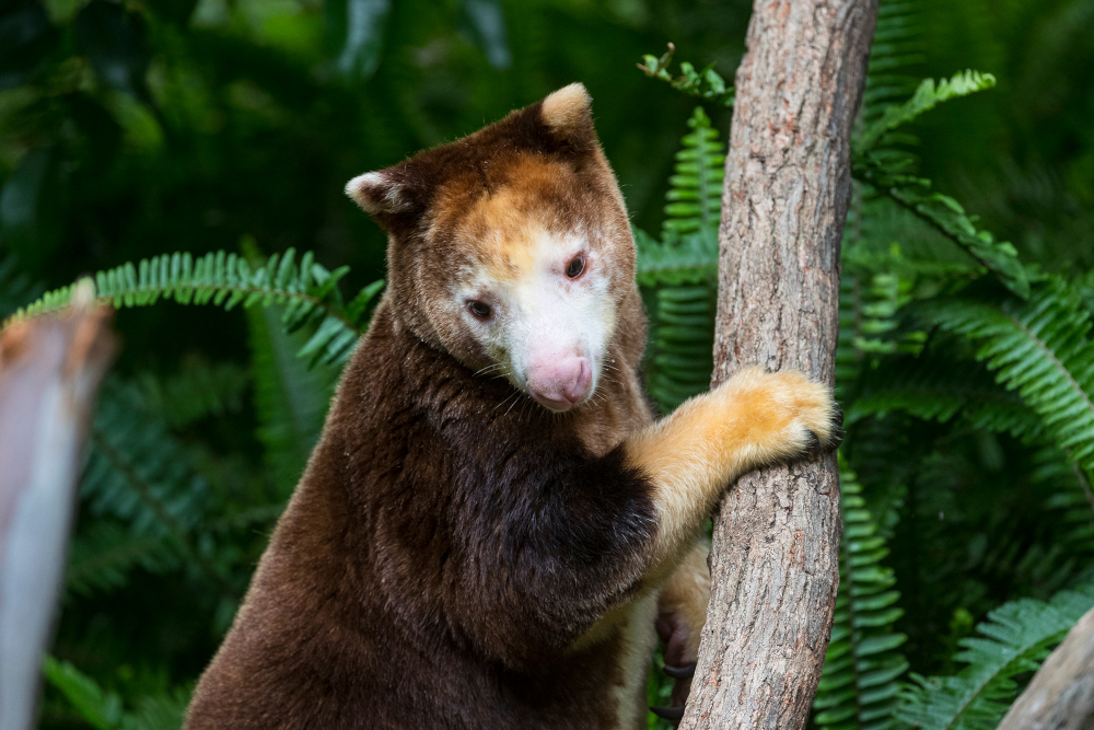 Species Spotlight: Matschie’s Tree Kangaroo — an Elusive, Arboreal ...