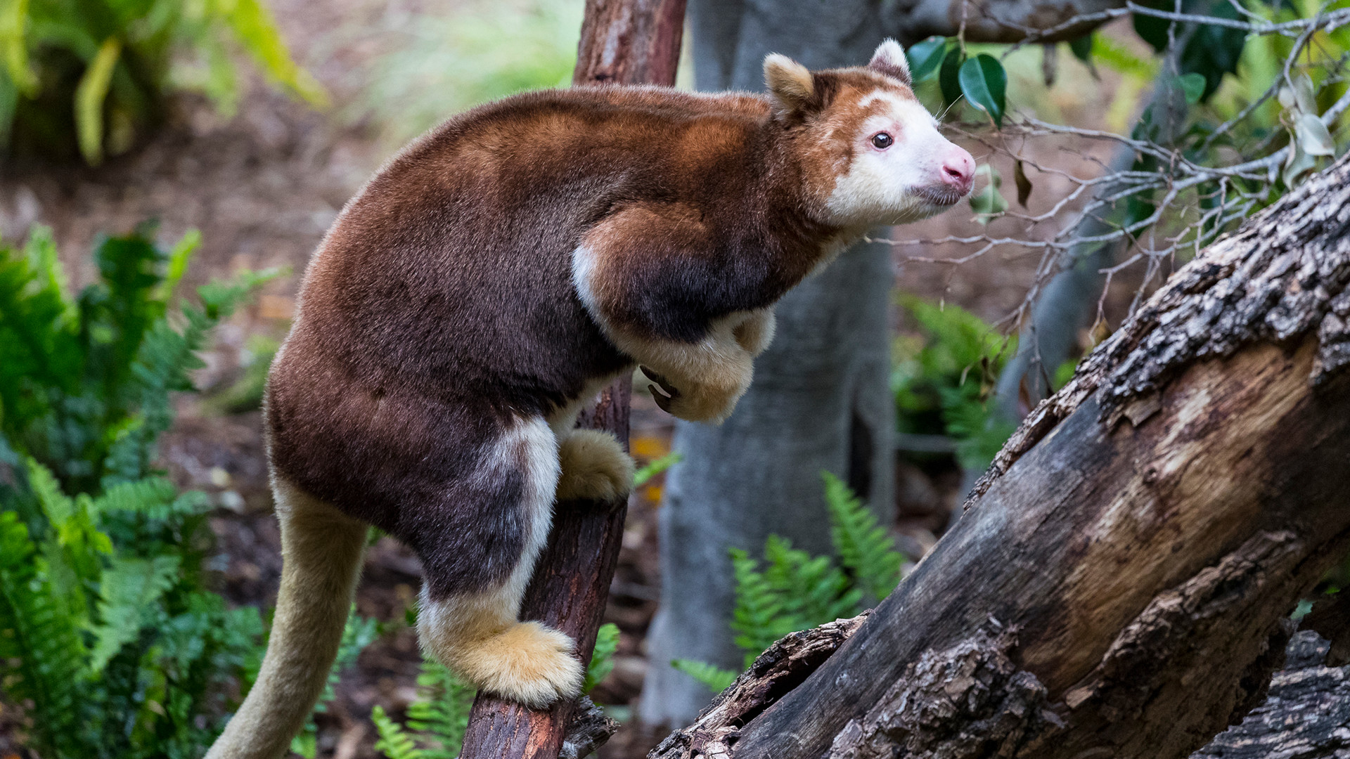 Species Spotlight Matschie s Tree Kangaroo An Elusive Arboreal 
