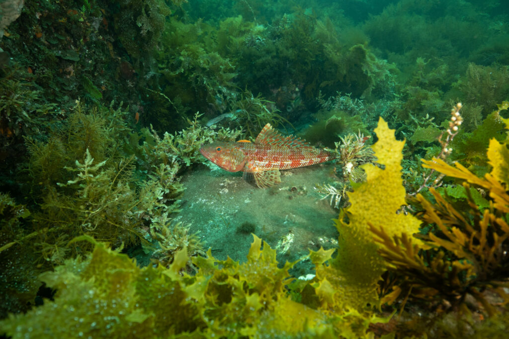 Fish on sea floor surrounded by kelp