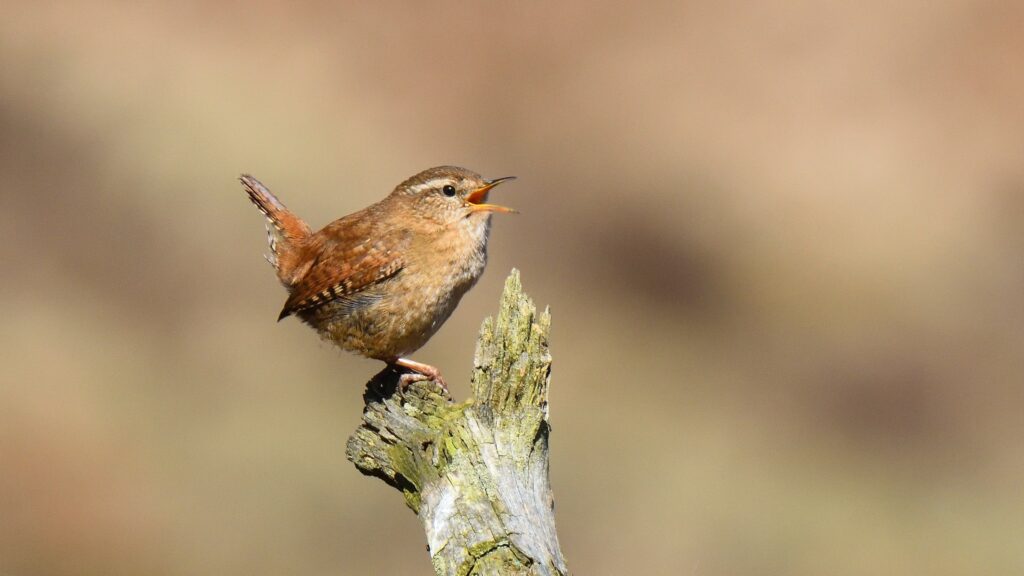 Tan and reddish small bird on end of branch singing.