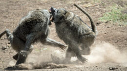 Two primates battle for territory as dust kicks up around them