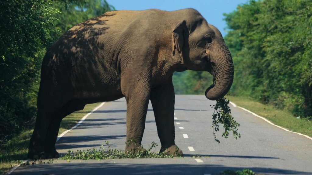 Elephant eating in the middle of a road.
