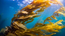 Thick kelp strands underwater