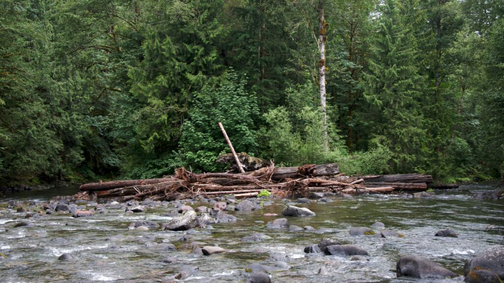 Logjam in river surrounded by green trees.