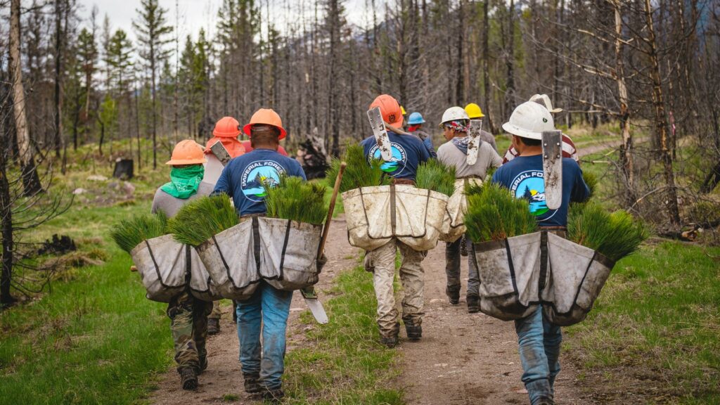 Workers carrying bags of saplings into forest.