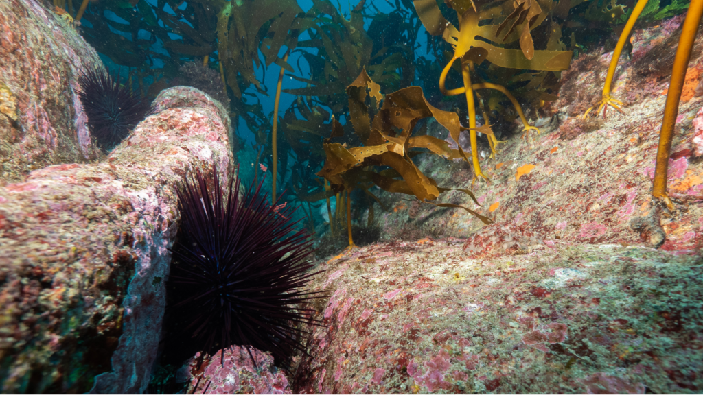 Dark purple urchin between rocks and kelp