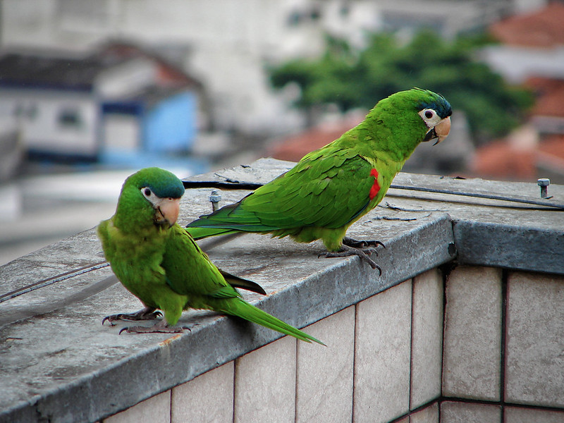 Two green parrots sit on a balcony edge overlooking the city