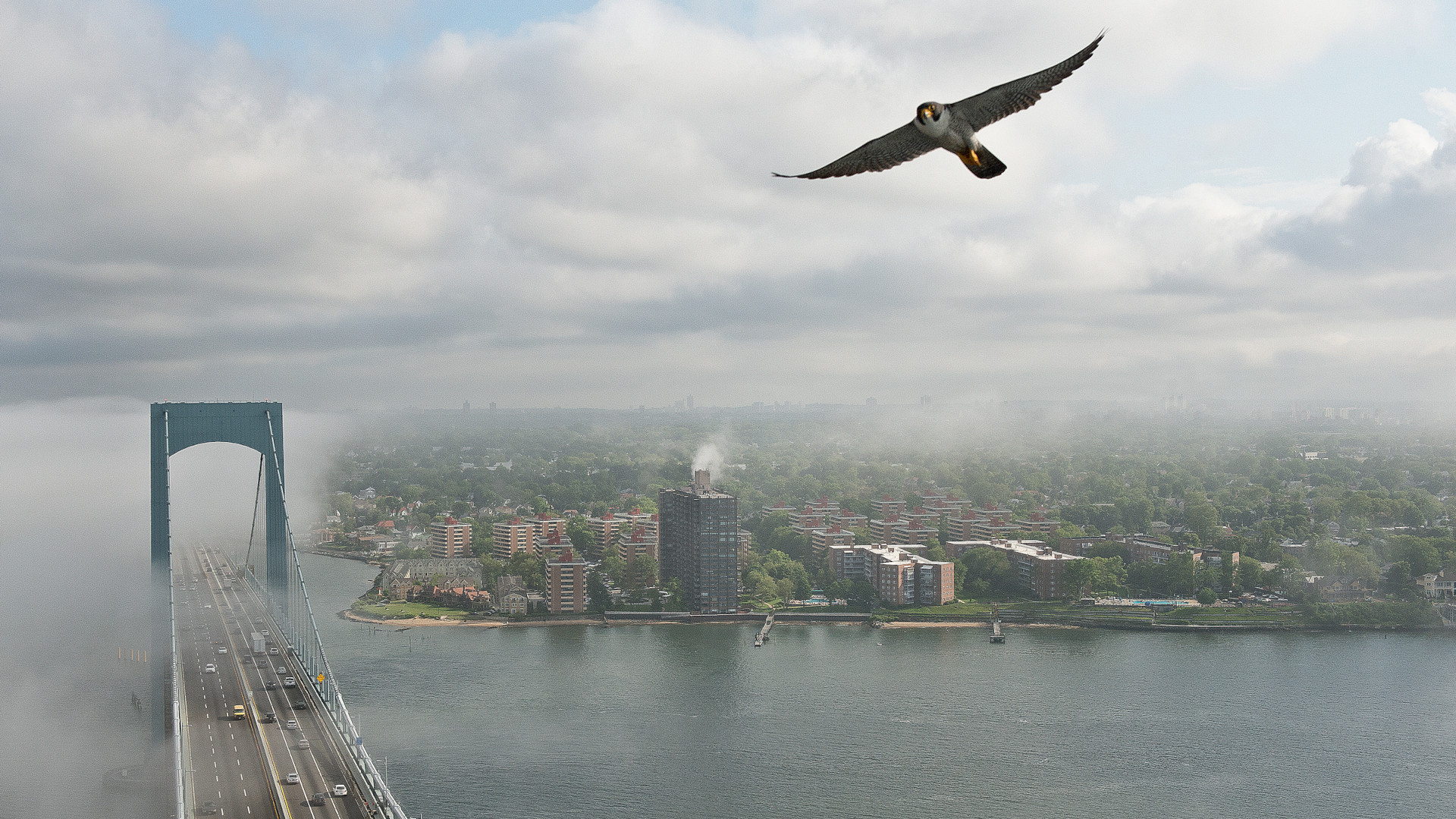 A peregrine falcon soars over a bridge and cityscape