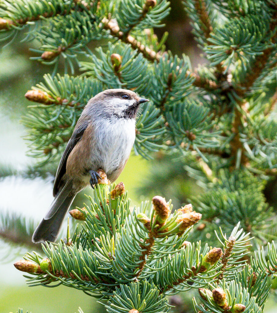 A small brown and white bird sits on a pine tree
