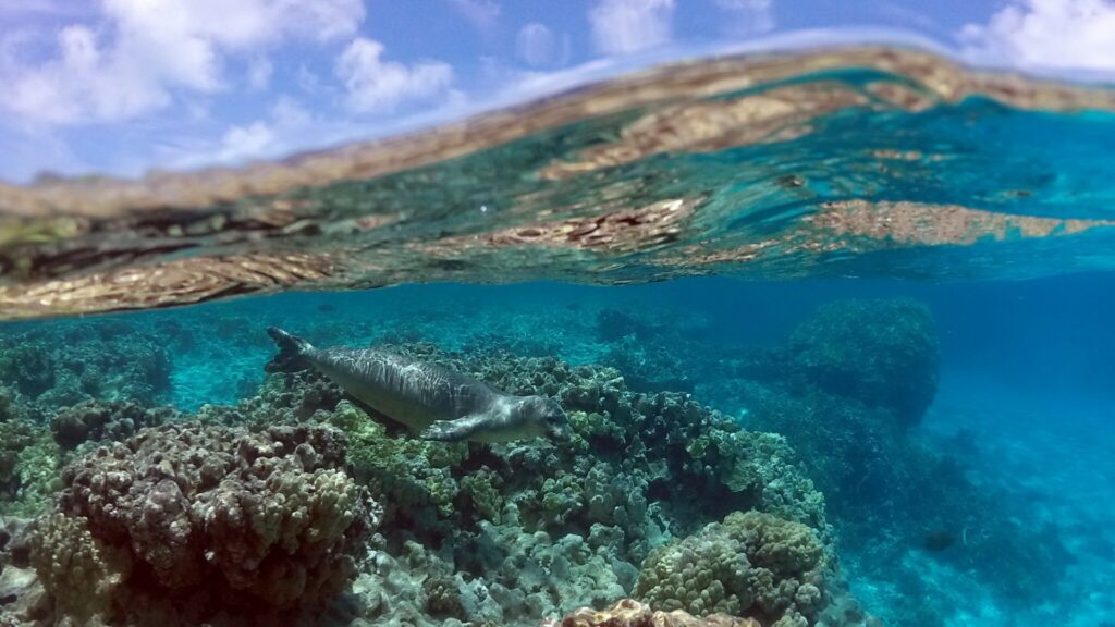 Seal swimming under water by coral reef.