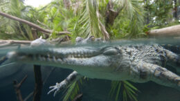 A grayish crocodile pokes its nose and eyes out of the water, while the rest of its body can be seen underwater