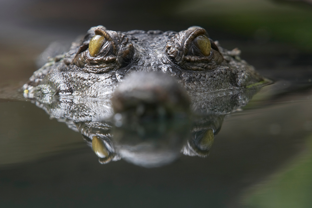 A crocodile stares directly into the camera