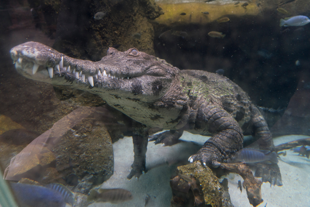 The crocodile swims underwater while several fish float nearby