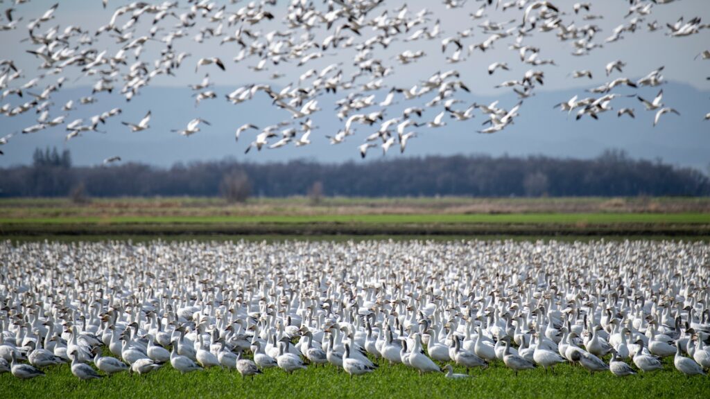 Hundreds of snow geese on a green field and in the air.