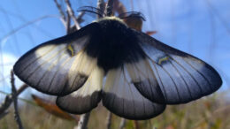 A close up of a striking black, white and blue moth, the sun shining through its semi transparent wings.