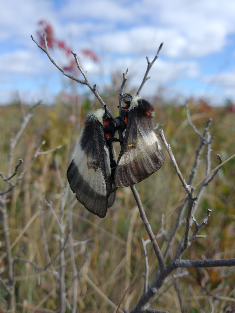 Two moths cling to a leafless branch while mating.