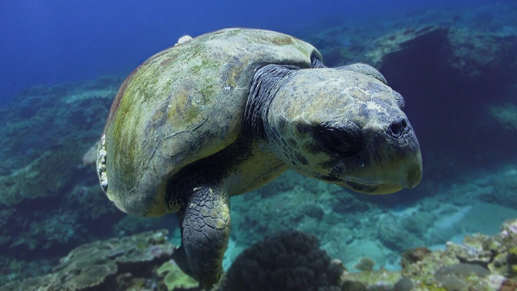 Close-up of turtle under water.