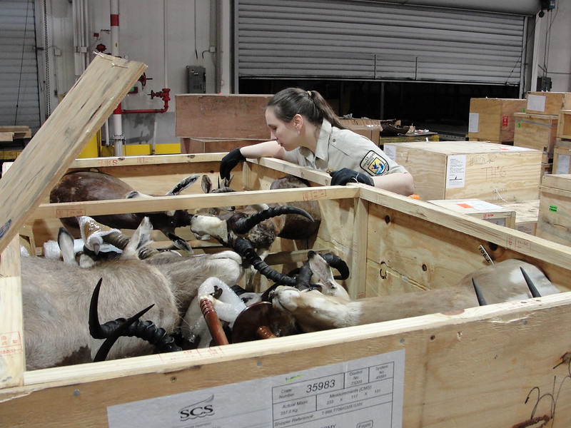 Stacey Witherwax examines a shipment of hunting trophies being shipped from South Africa to the United States.