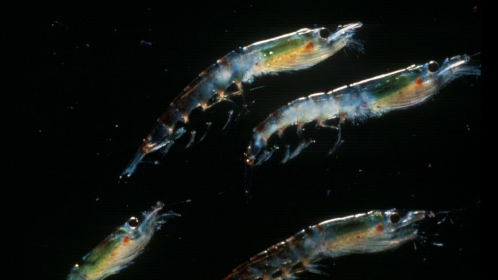 Krill swimming with black background