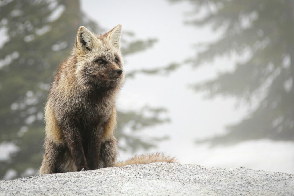 Cascade red fox sitting on a rock with evergreen trees in background.