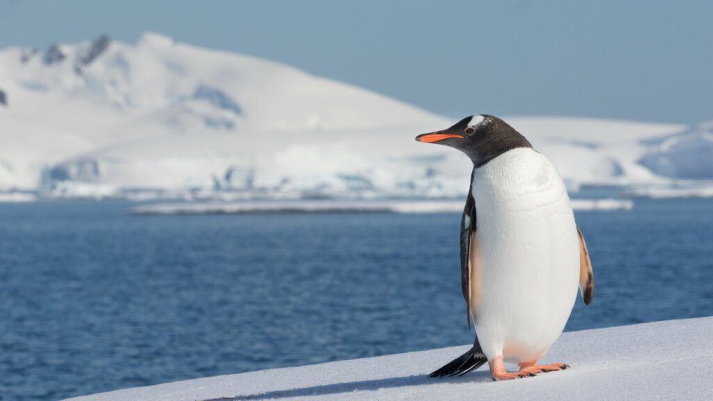 Gentoo penguin looking to the side, standing on snow with water in the background.