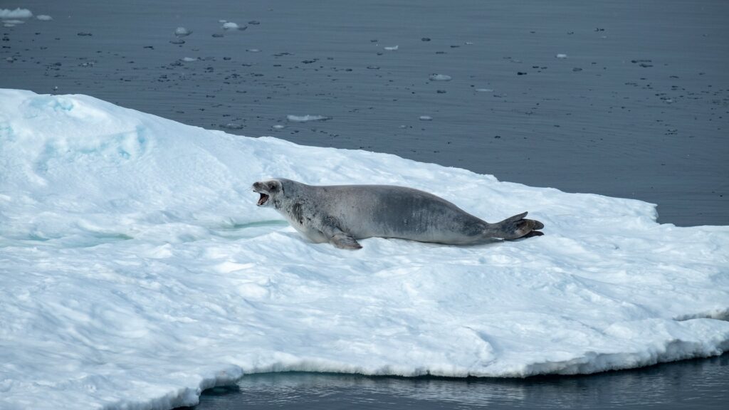 A seal lying on ice surrounded by water.