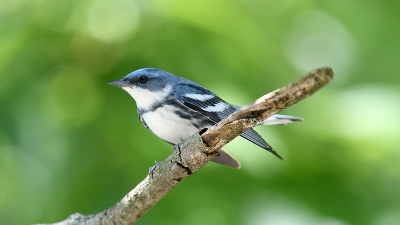 Small blue and white bird on a branch.