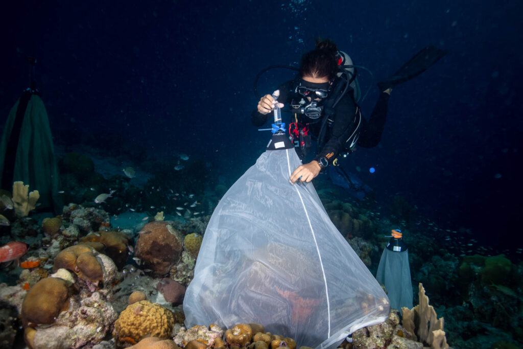 Playing Matchmaker for Corals • The Revelator