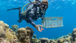 A scuba diver swims above a coral reef