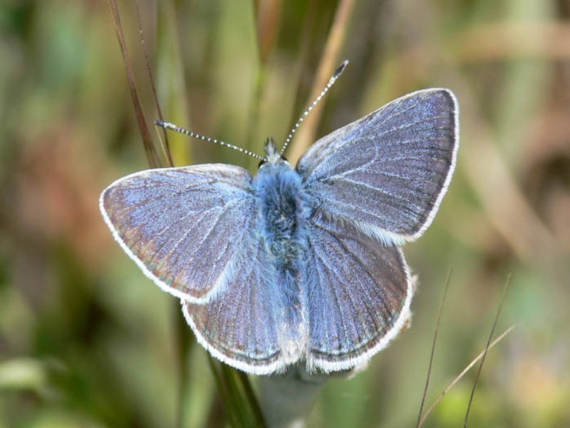 Gray-blue butterfly on a plant.