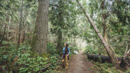 Woman walking through forest looking at tall trees