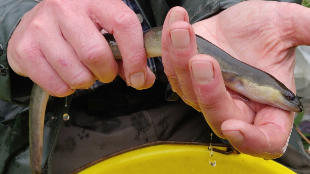 2 male hands hold a European eel above a yellow bucket.
