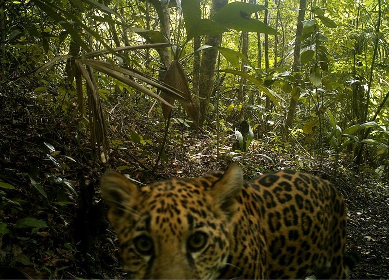 Jaguar face up close and cut off on the lower part.