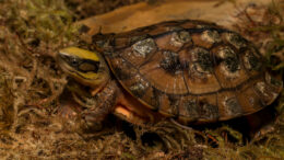 A turtle of many colors sits on a bed of moss.