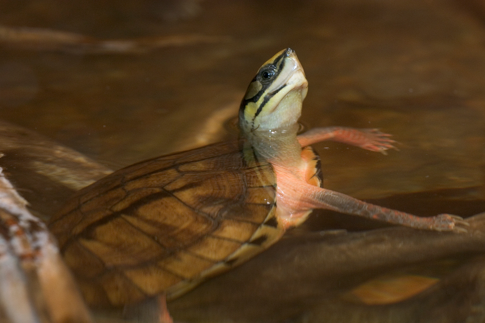 A colorful turtle pokes its head out of the water
