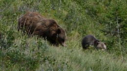 Adult and baby grizzly walk through high grass