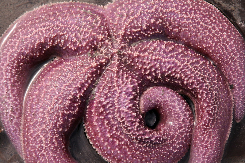 Close up of purple sea start.