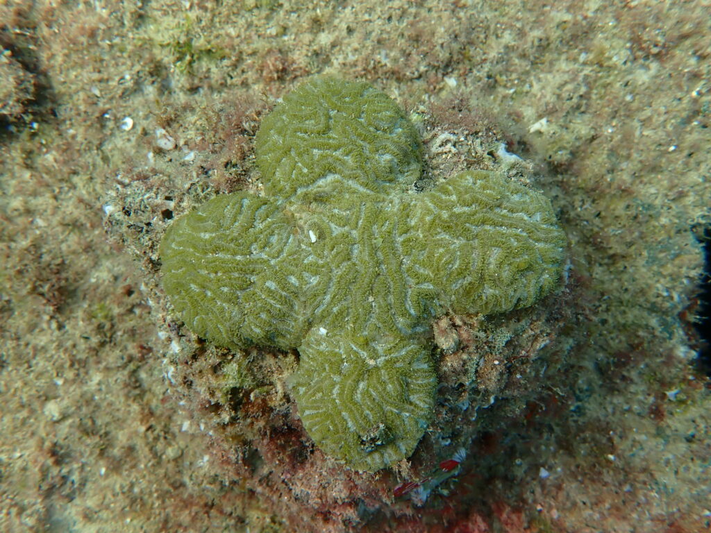 Light green coral fragment